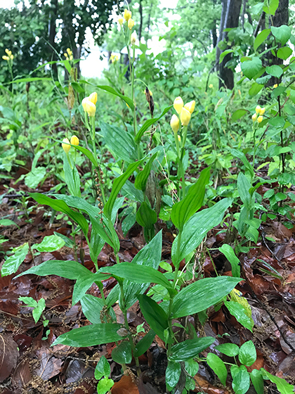 Conservation of precious species helleborine - when removing and reconstructing the former residence of Jinkichi Watanabe