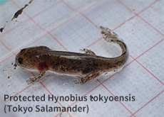 Protected Hynobius tokyoensis (Tokyo Salamander)