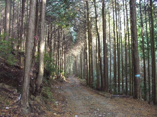 森林と生物多様性の保全