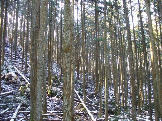 森林と生物多様性の保全