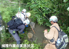 捕獲作業の実施状況