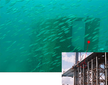 (left) The supports create an artificial reef (right) Supports during use