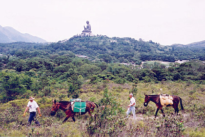 Mules transporting construction materials