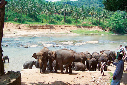 Protected elephant calves
