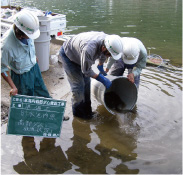 魚の引っ越し