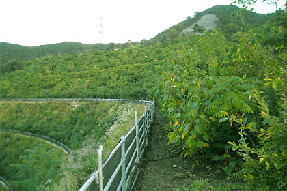 A slope where the Kaerudo Planting Technique was used (Japan)