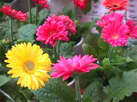 TP07 Gerbera　花言葉